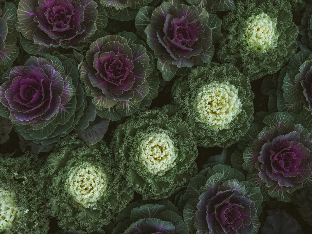 Multi Colored Cabbages