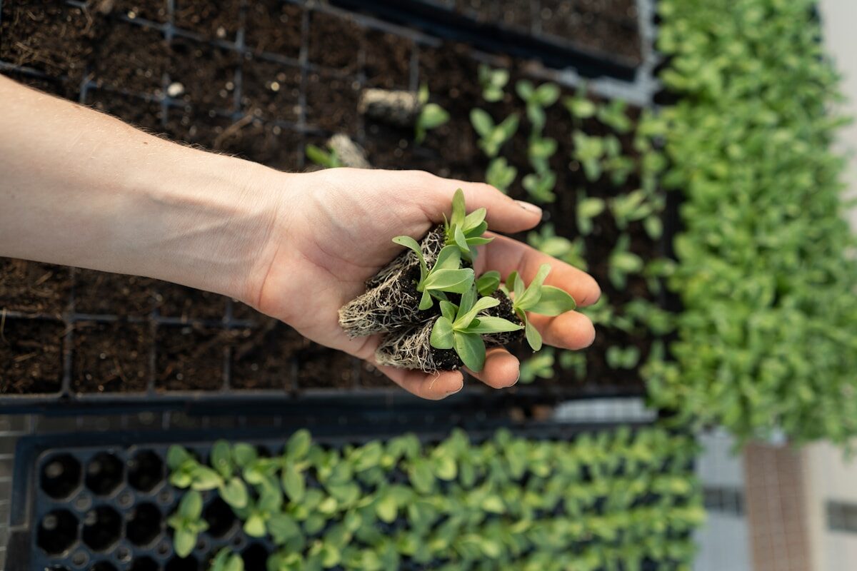 Walapini, underground greenhouse, sustainable gardening, year-round gardening, greenhouse building, permaculture, underground gardening, gardening project, eco-friendly greenhouse, Walapini design, homestead greenhouse, sustainable farming, greenhouse planning