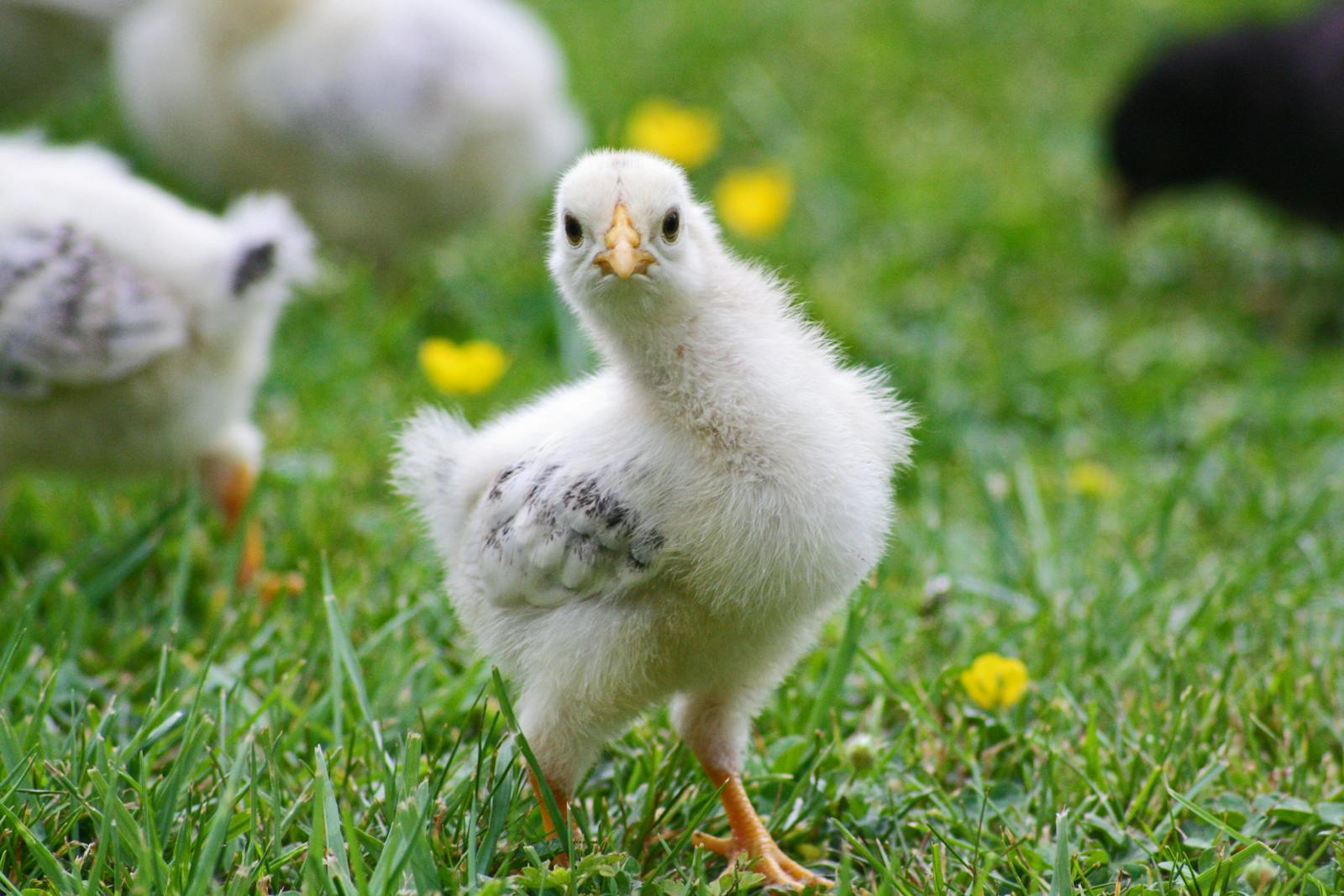 chicken coop for beginners, designing a chicken coop, beginner chicken coop plans, backyard chickens, affordable chicken coops, chicken coop ideas, raising chickens, beginner chicken farming, homestead chicken coop, chicken coop design tips